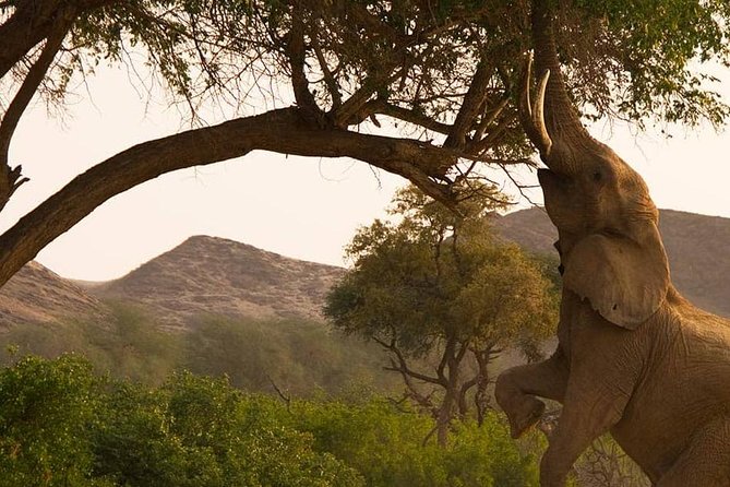 Chobe Day Trip Starting From Victoria Falls - The river cruise: Chobe wildlife from the water
