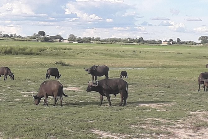Chobe Day Trip Starting From Victoria Falls - Lunch and the rhythm of a long safari day