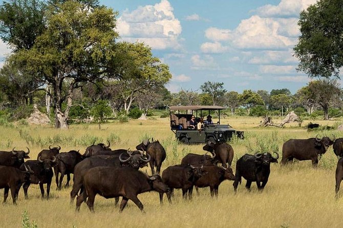Chobe Day Trip Starting From Victoria Falls - Wildlife expectations: elephants are the safest bet