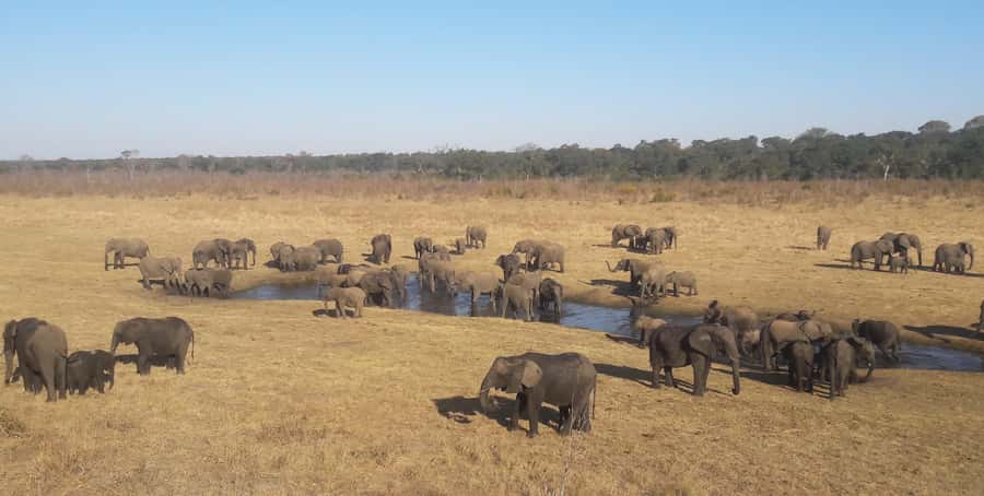 Chobe Extended Day Trip - The Chobe game drive from about 6:30 a.m.