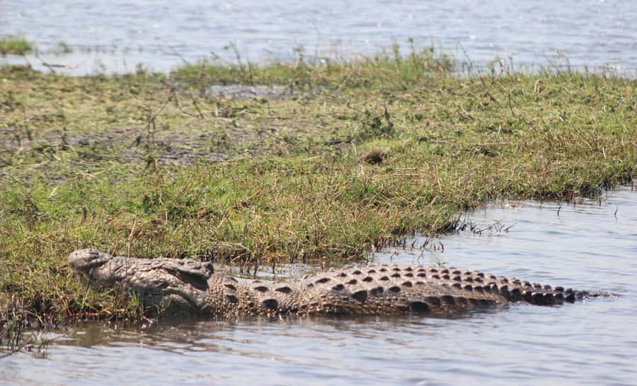 Chobe Extended Day Trip - Three hours on the Chobe River
