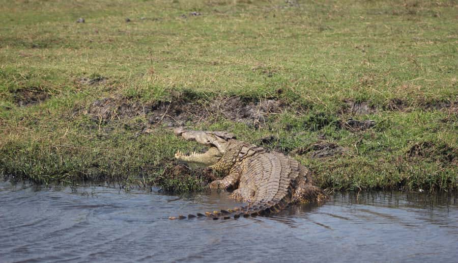 Chobe Extended Day Trip - Is $245 a fair price?
