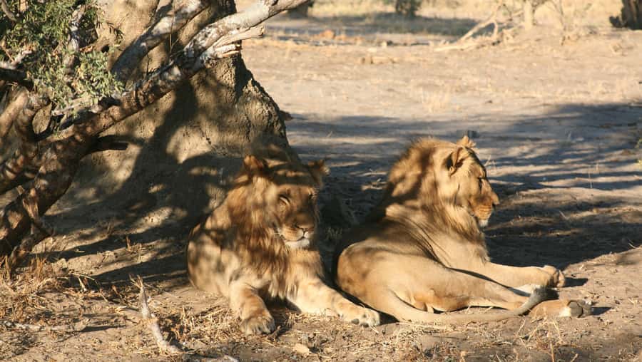 Chobe Extended Day Trip - What to pack and what to clarify