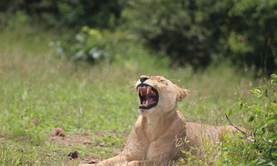 Chobe Extended Day Trip - Who should book this Chobe day trip?
