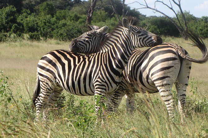 Chobe Extended Day Trip from Victoria Falls - Small Group - Why Chobe works as a full-day safari from Victoria Falls