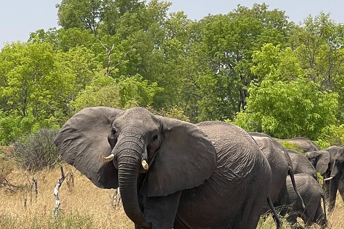 Chobe Extended Day Trip from Victoria Falls - Small Group - Group size, comfort, and the pace of the day