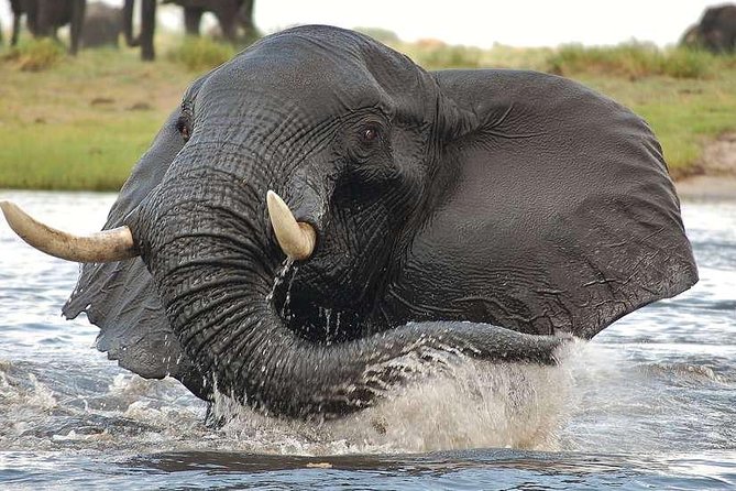 Chobe Extended Day Trip from Victoria Falls - Zimbabwe - Who should book this Chobe day trip?
