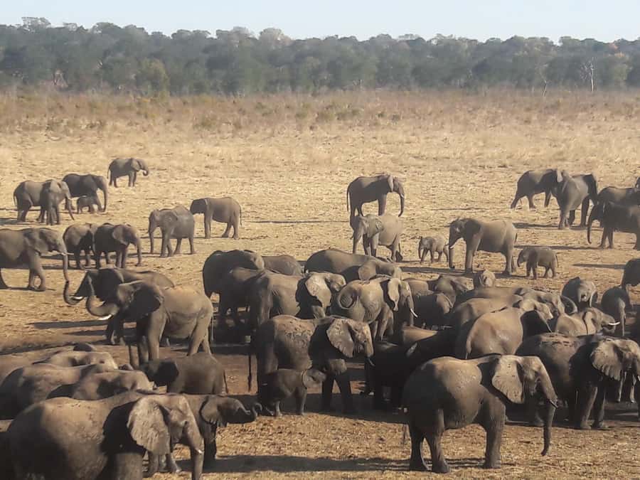 Chobe Extended Day Trip - Crossing into Botswana and reaching Chobe