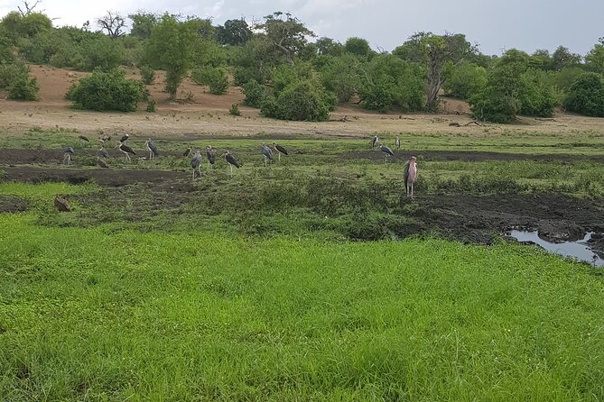 Chobe Full Day Safari in Chobe - Starting at 7:00 am from Victoria Falls