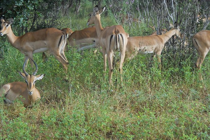 Chobe Full Day Safari Trip - Why Chobe works so well as a Victoria Falls day trip
