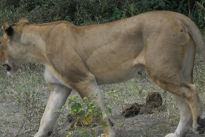 Chobe Full Day Safari Trip - Buffet lunch with a river setting