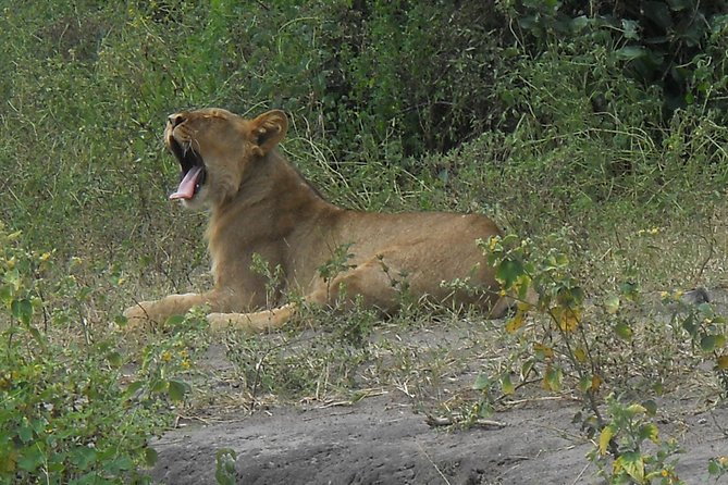Chobe Full Day Safari Trip - The open-jeep game drive