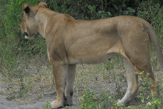 Chobe Full Day Safari Trip - Guides who add real value