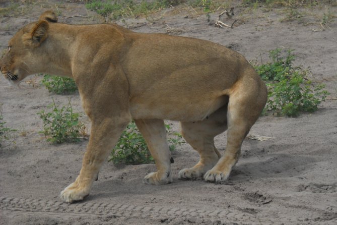 Chobe Full Day Safari Trip - Who should book this Chobe safari