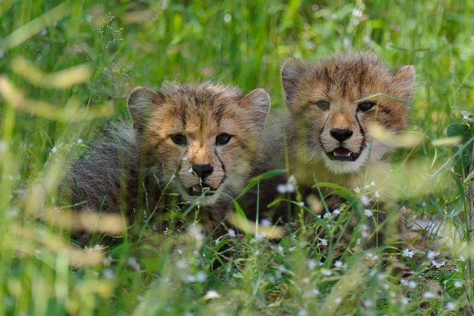 Chobe Full day Safari with Victoria falls Sunrise Tour Combo - Lunch at Chobe Safari Lodge