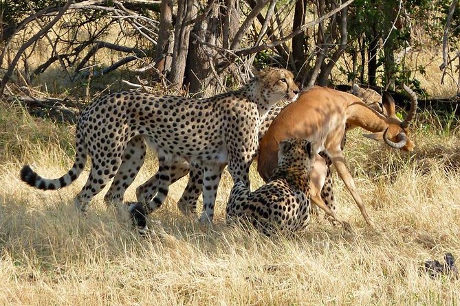 Chobe Full day Safari with Victoria falls Sunrise Tour Combo - Who will enjoy this day most