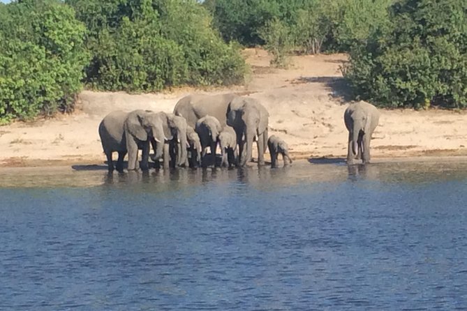 Chobe Full day Trip - Is $175 a fair price?