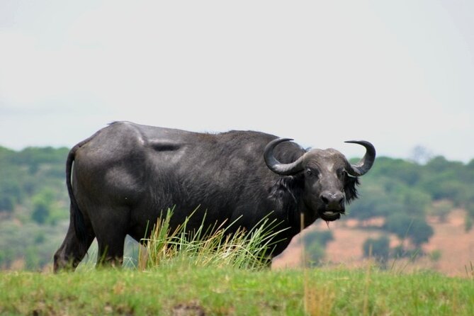 Chobe Full Day Trip From Victoria Falls - Who Will Enjoy This Chobe Day