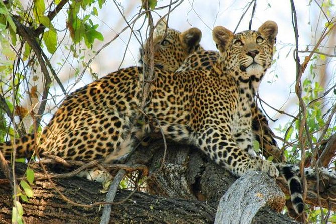 Chobe Full Day Trip From Victoria Falls - Practical Tips for a Better Day