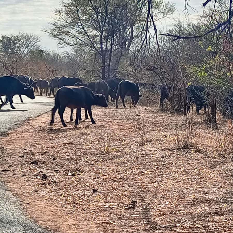 Chobe Half Day Trip from Victoria Falls - Why Chobe works well as a half-day safari