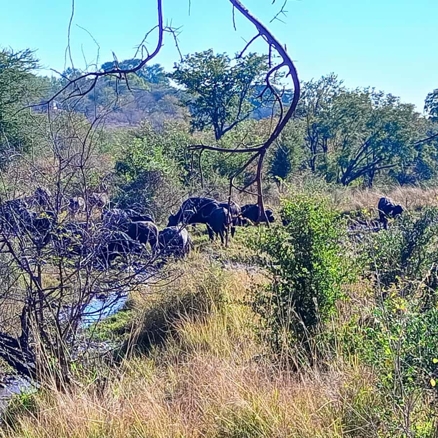 Chobe Half Day Trip from Victoria Falls - Lunch in Chobe gives the day a useful pause