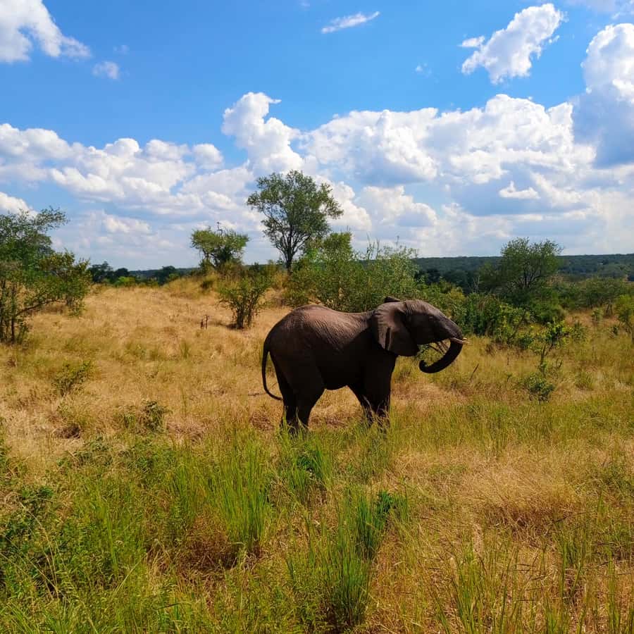 Chobe Half Day Trip from Victoria Falls - Afternoon Chobe River cruise: better for water and animal activity