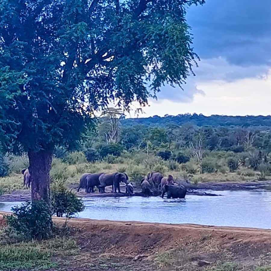 Chobe Half Day Trip from Victoria Falls - The $115 cost and the extras you must budget