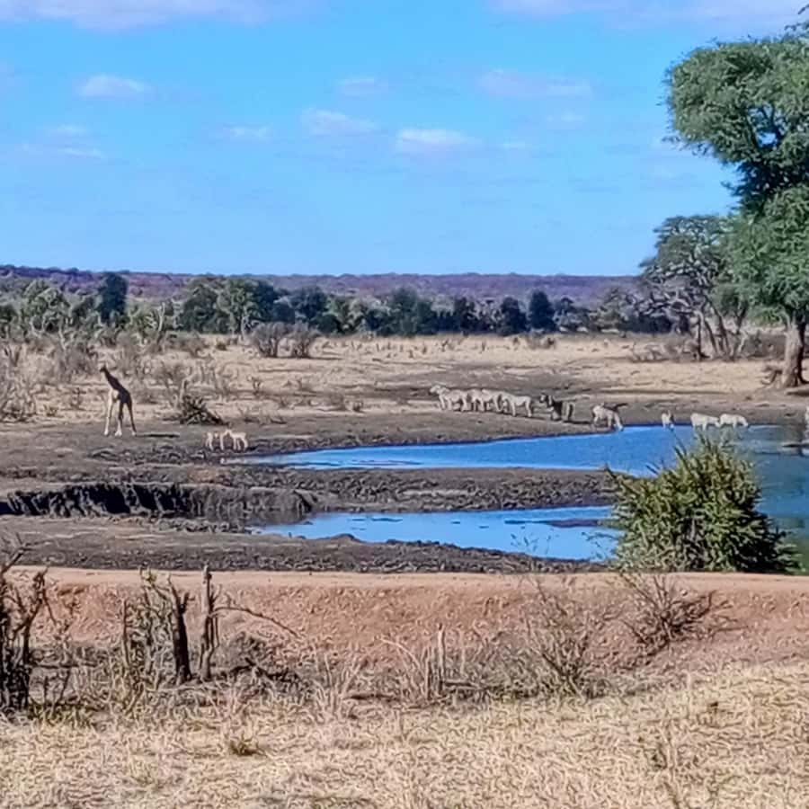 Chobe Half Day Trip from Victoria Falls - Leaving Victoria Falls between 7:00 and 7:30