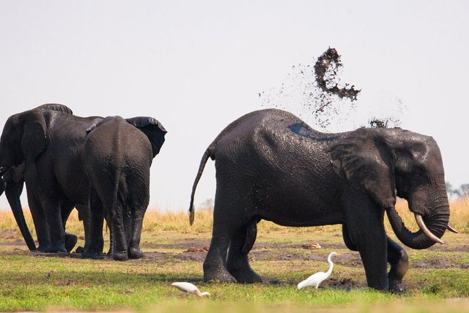 Chobe National Park 4X4 Day Safari and River Cruise - Crossing Into Botswana
