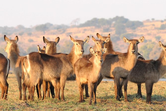 Chobe National Park 4X4 Day Safari and River Cruise - What the Guides and Group Size Mean