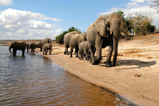 Chobe National Park 4X4 Day Safari and River Cruise - Is $225 a Fair Price?