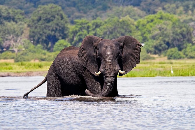 Chobe National Park Day Trip from Victoria Falls with Lunch - Returning to Victoria Falls by about 6:00 pm