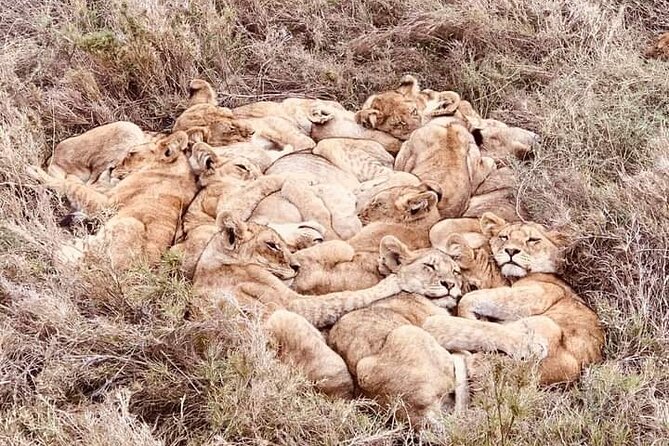 Chobe National Park from Victoria Falls - Why Chobe works as a day trip from Victoria Falls