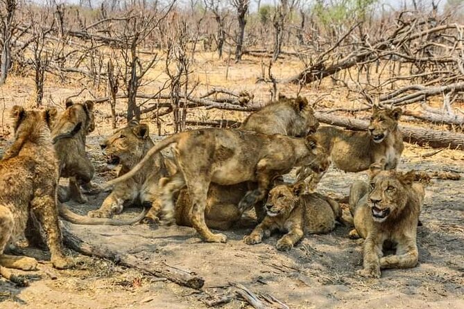 Chobe National Park from Victoria Falls - The 4WD game drive through Chobe