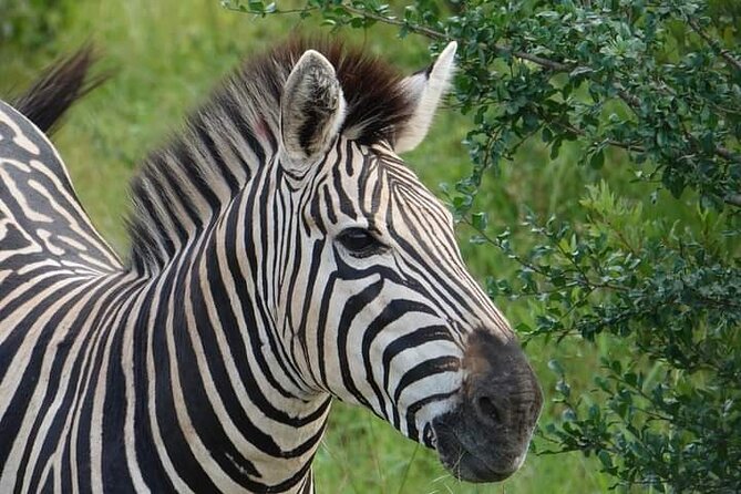 Chobe National Park from Victoria Falls - Lunch and the middle of the day