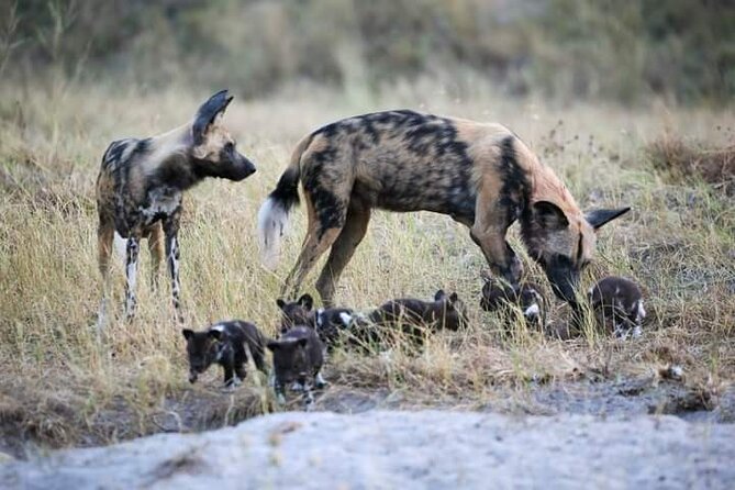 Chobe National Park from Victoria Falls - The return journey to Victoria Falls