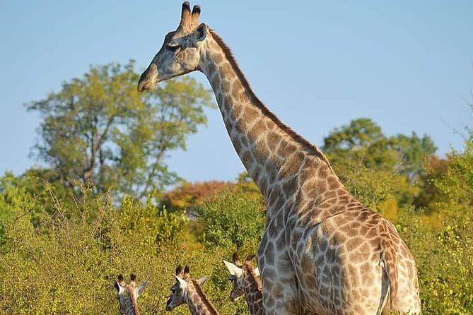 Chobe National Park from Victoria Falls - The 7:00 am departure from Victoria Falls