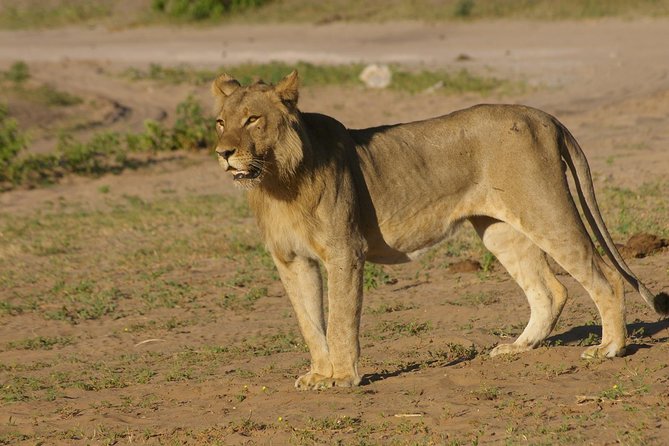 Chobe National Park Full Day Safari (Botswana) - Why Chobe works as a full-day trip from Victoria Falls