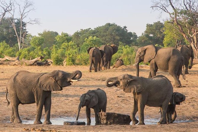Chobe National Park Full Day Safari (Botswana) - The boat cruise: a different way to see Chobe