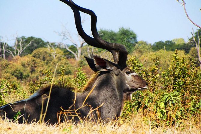 Chobe National Park Full Day Safari (Botswana) - Who should book this Chobe day trip?