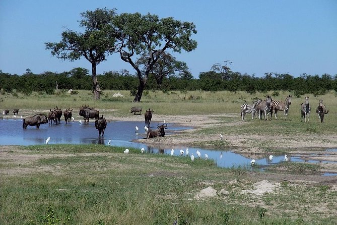 Chobe National Park Full Day Safari (Botswana) - The early pickup and crossing into Botswana