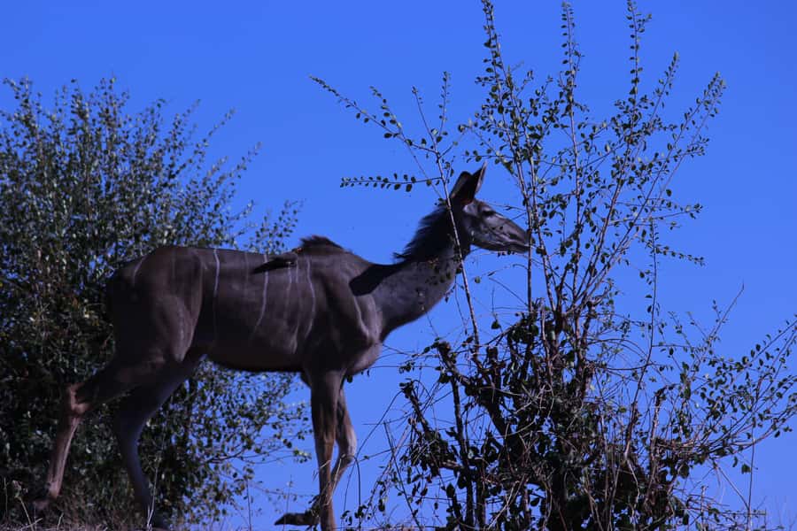 Chobe National Park: Game Drive, Boat Tour, and Lunch - From Victoria Falls to the Kazungula border