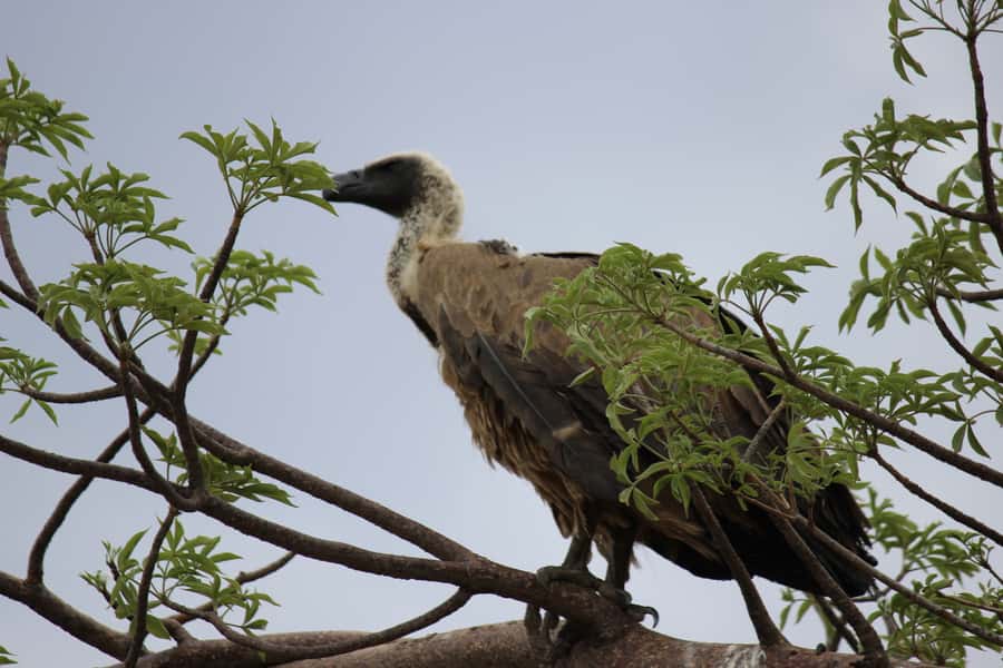 Chobe National Park: Game Drive, Boat Tour, and Lunch - The Chobe Marina Lodge stop