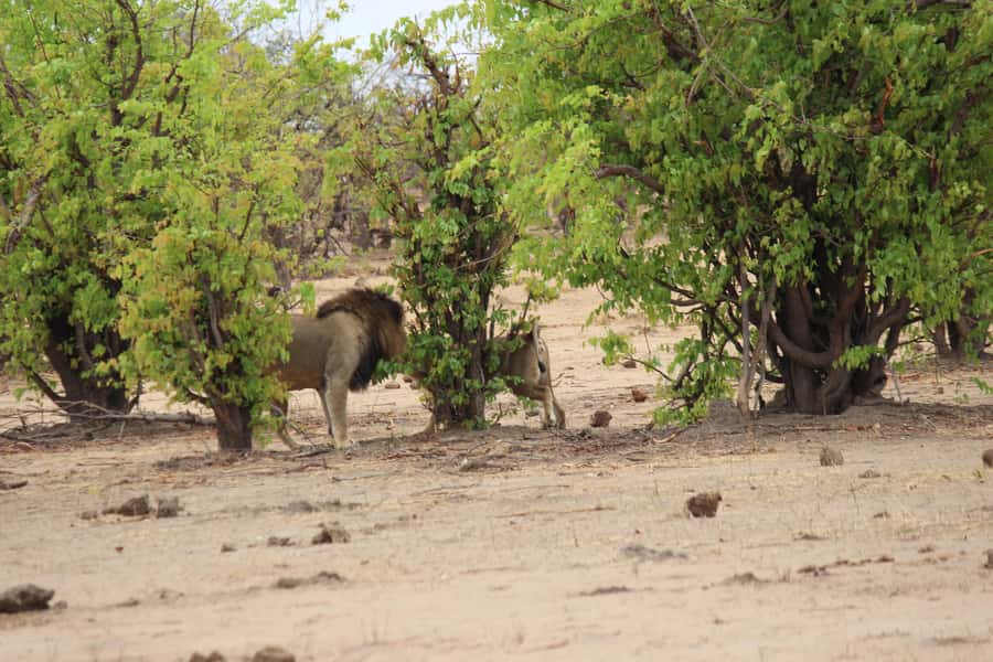 Chobe National Park: Game Drive, Boat Tour, and Lunch - Lunch with the Chobe River in view
