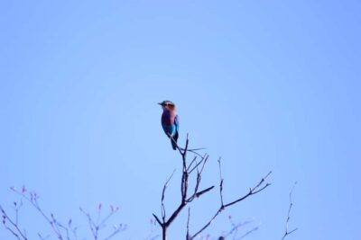 Game Drive, Boat Tour, and Lunch
