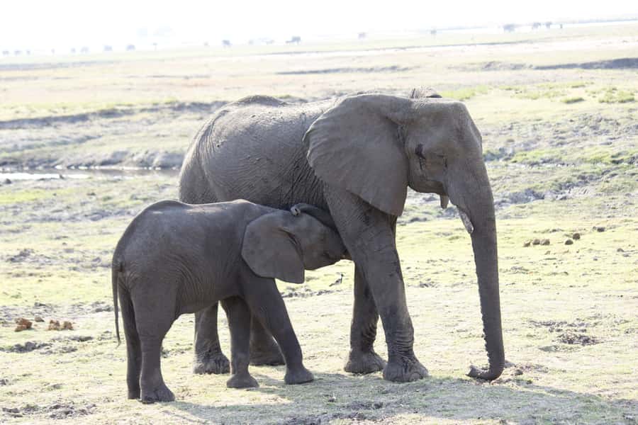 Chobe National Park: Game Drive, Boat Tour, and Lunch - Who will get the most from this day