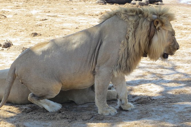 Chobe Safari Overnight Camping Trip - Why this short Chobe safari works