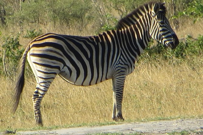 Chobe Safari Overnight Camping Trip - A night in a tent, with more comfort than expected