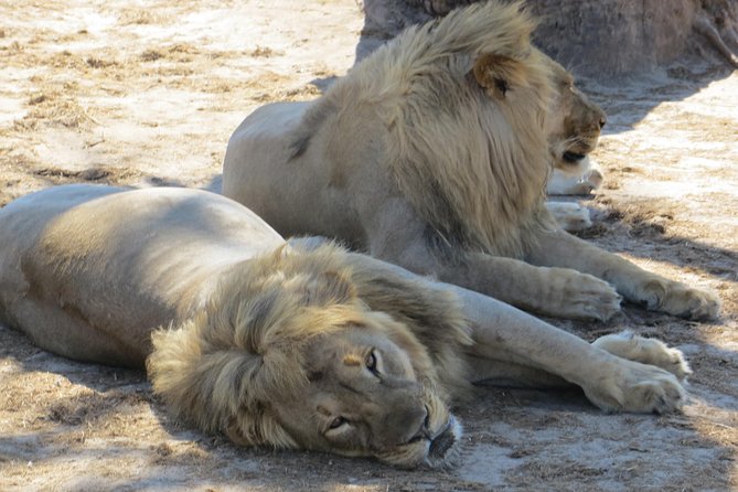 Chobe Safari Overnight Camping Trip - The 6:00 am game drive and bush breakfast