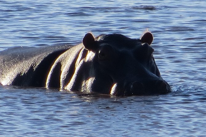 Chobe Safari Overnight Camping Trip - What the guide and group size mean